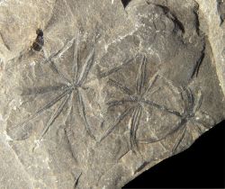 Annularia radiata